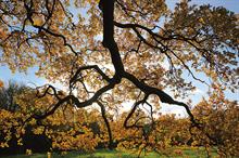 Quercus robur